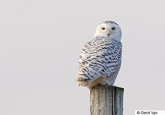 Female Snowy Owl, Wolfe Island, ON, February. - Snowy Owl - 