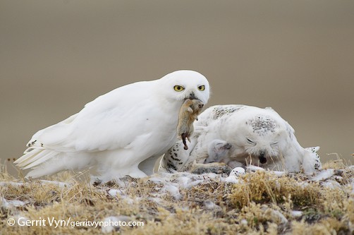 Adult male Snowy Owl delivering a collared lemming to a female on the nest. - Snowy Owl - 
