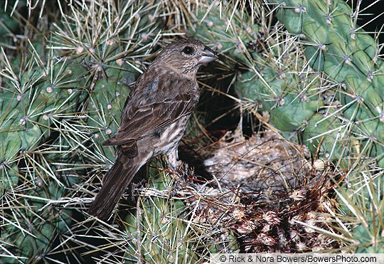 house finch breeding