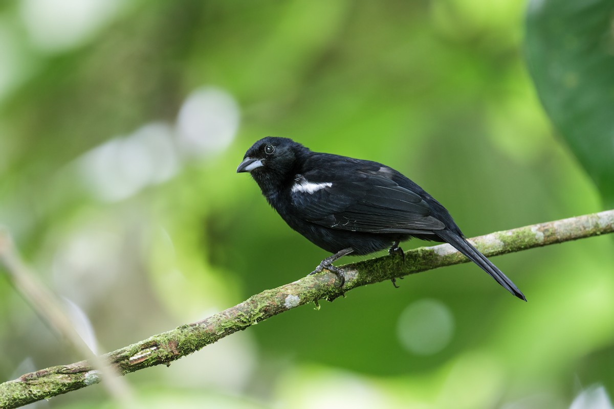 White-shouldered Tanager - Nick Athanas