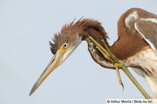 Tricolored Heron Identification, All About Birds, Cornell Lab of