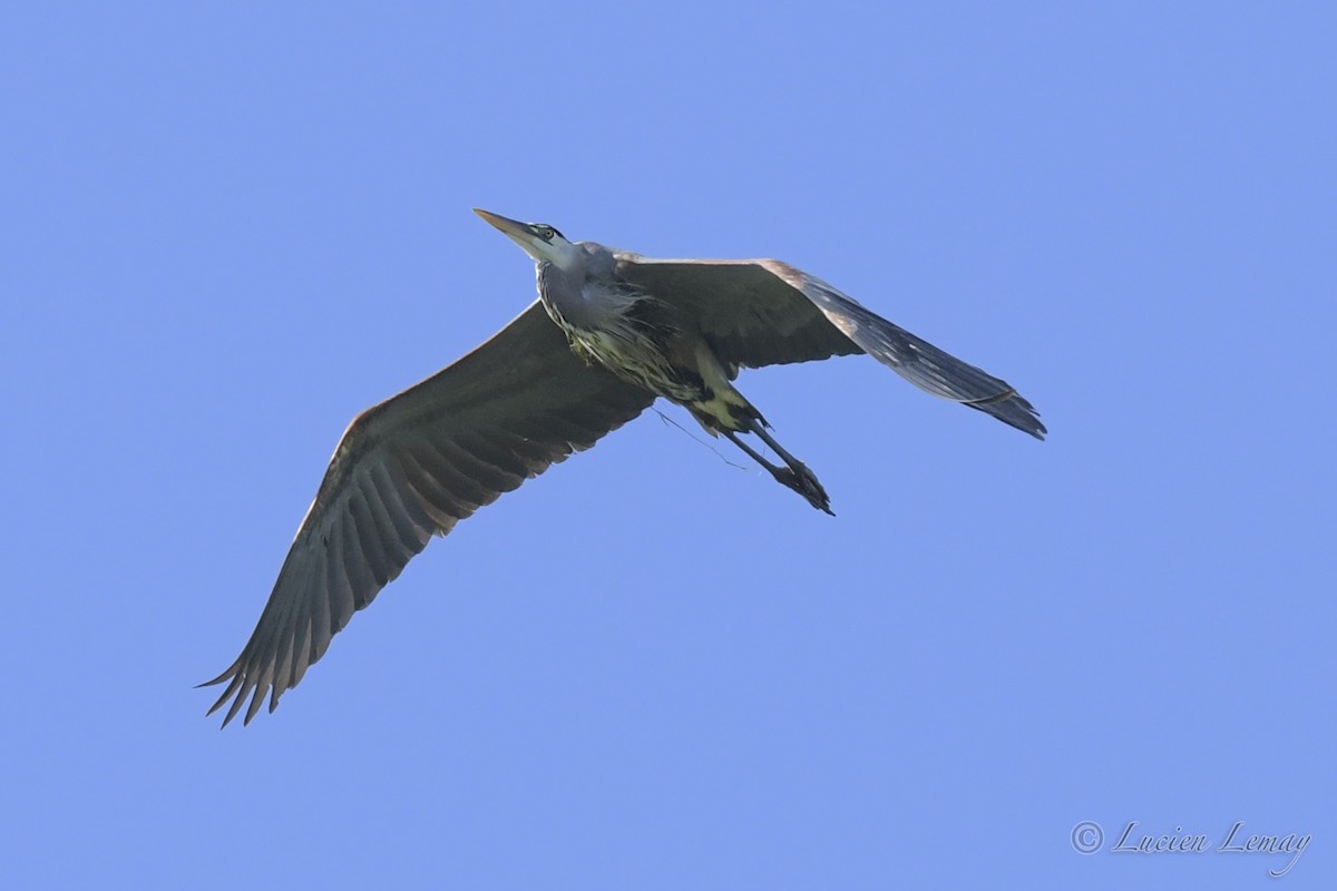 Great Blue Heron - Lucien Lemay