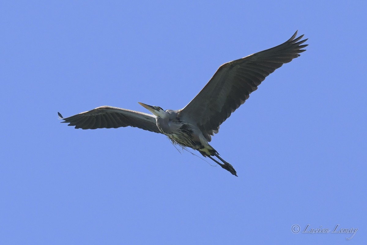 Great Blue Heron - ML248973251