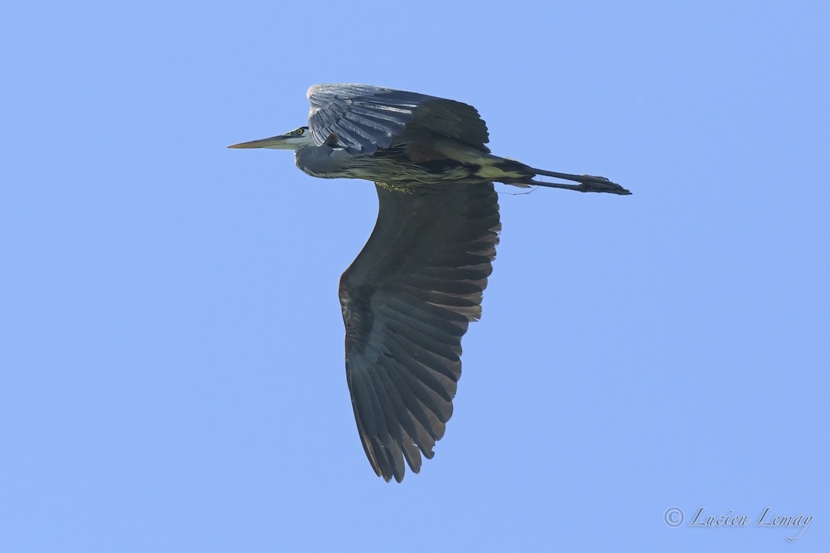 Great Blue Heron - Lucien Lemay