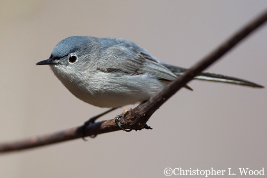 Blue-gray Gnatcatcher: Migration Monday – BirdNation