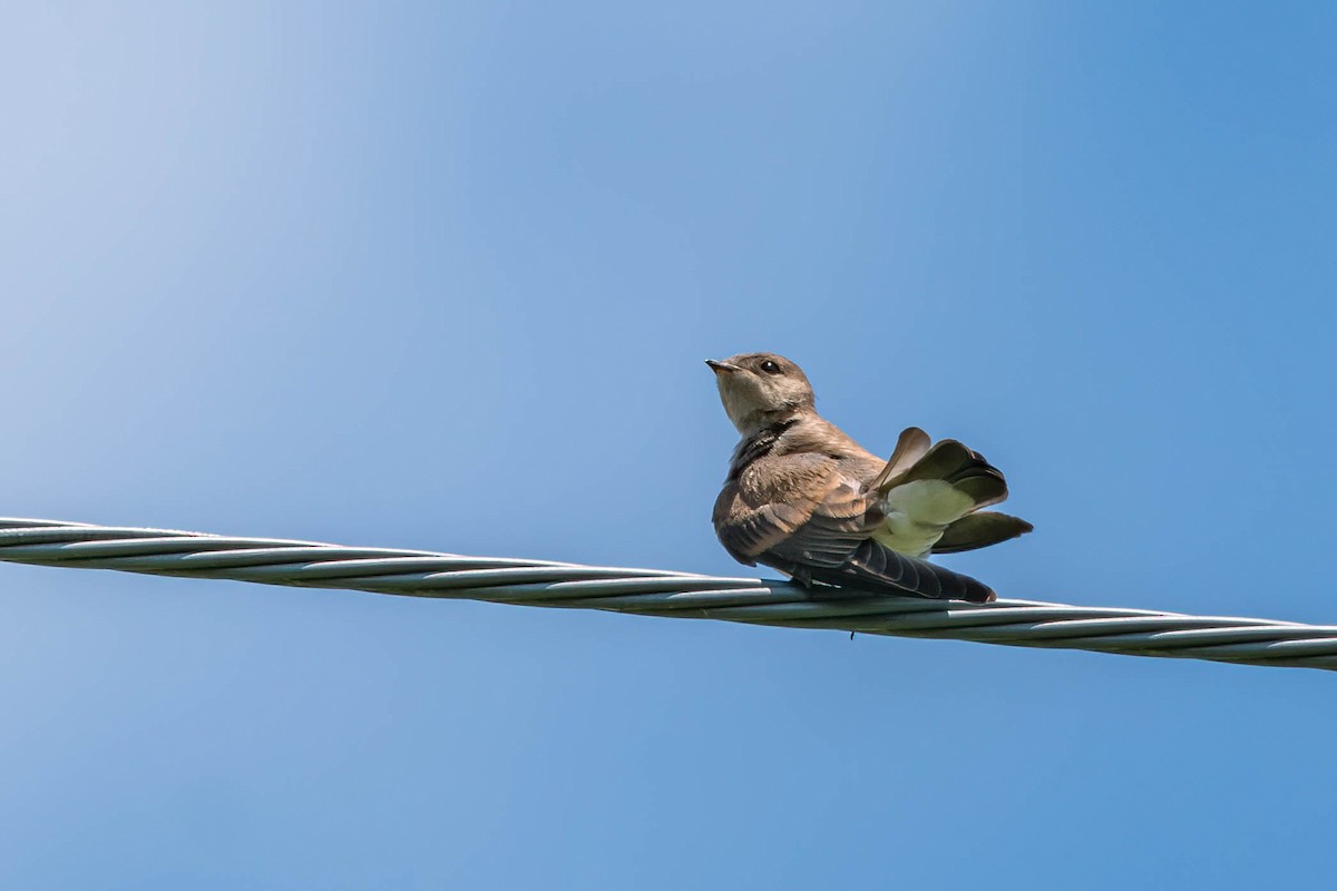 Northern Rough-winged Swallow - Matt Saunders
