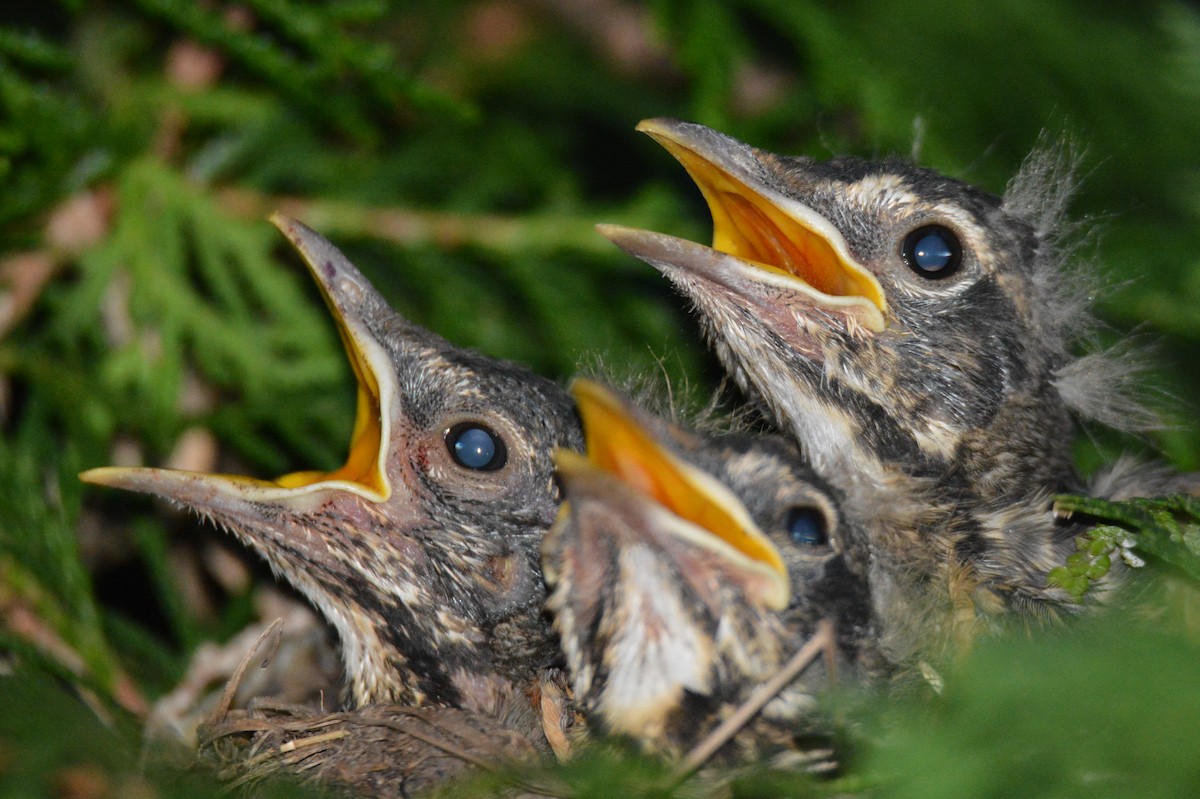 Wisconsin eBird Checklist - 6 Jul 2020 - Farmington - 1 species