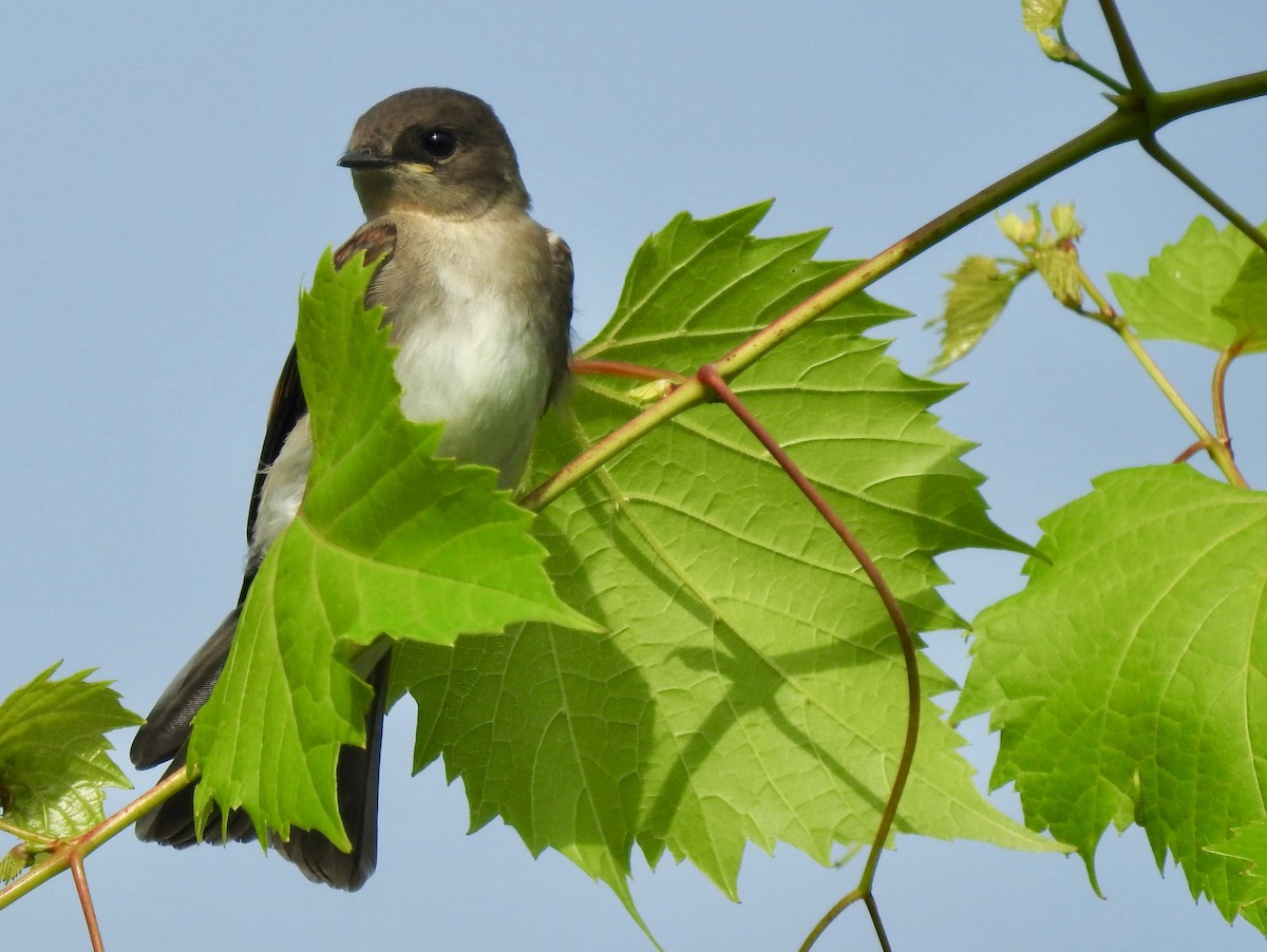 Northern Rough-winged Swallow - ML248975591