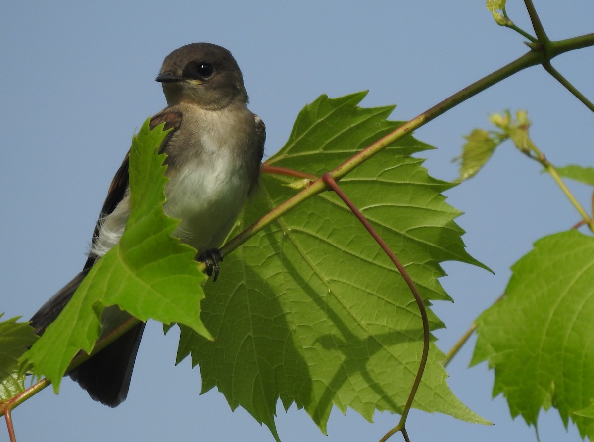 Northern Rough-winged Swallow - ML248975631
