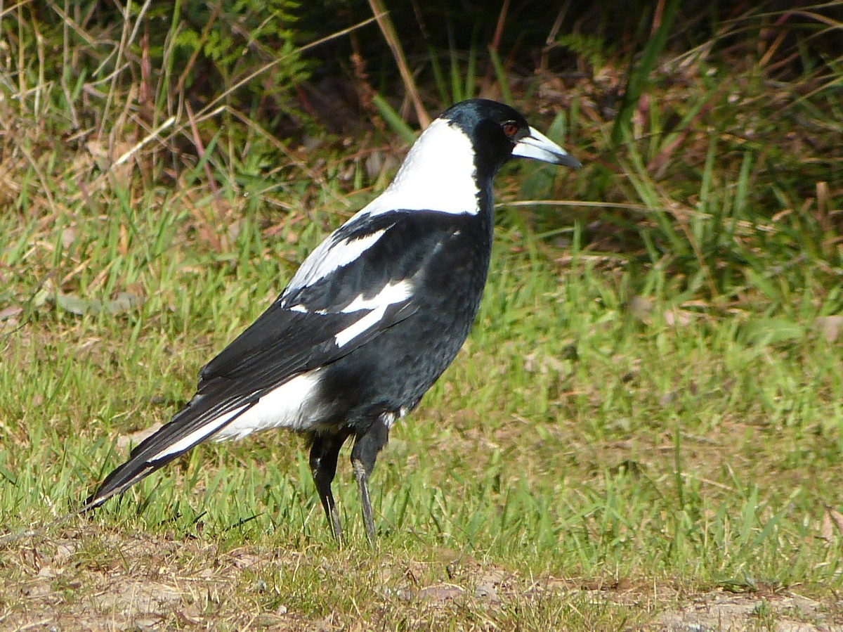Australian Magpie - ML248975981