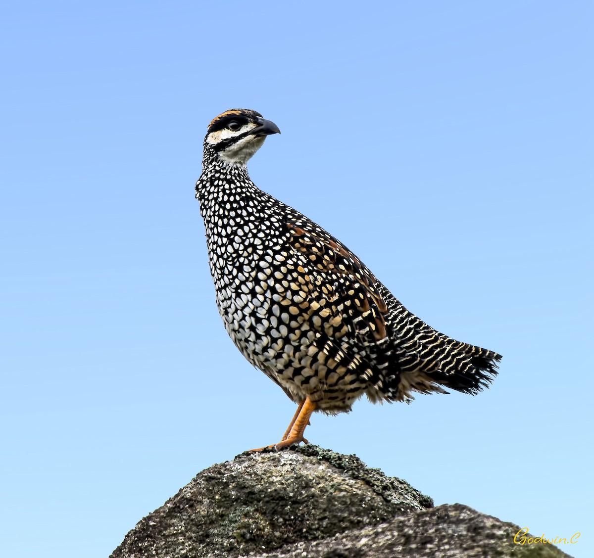 Chinese Francolin - ML248980921