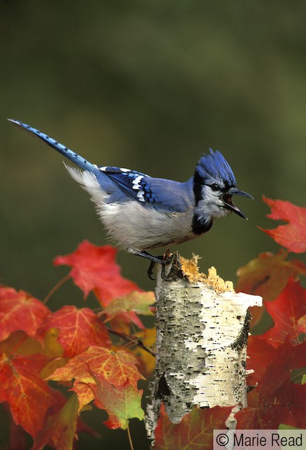 Photos - Blue Jay - Cyanocitta cristata - Birds of the World