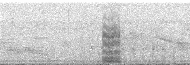 holub skvrnokřídlý - ML248982