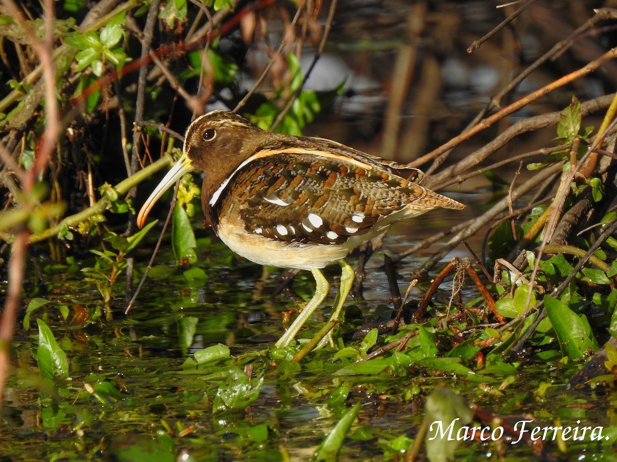 South American Painted-Snipe - Marco  Ferreira