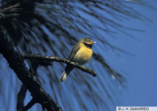 Bachman's Warbler Adult male Bachman's Warbler, Charleston, SC, May 1958.
