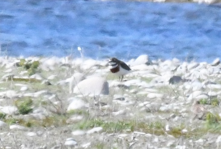 Double-banded Plover - ML248992251