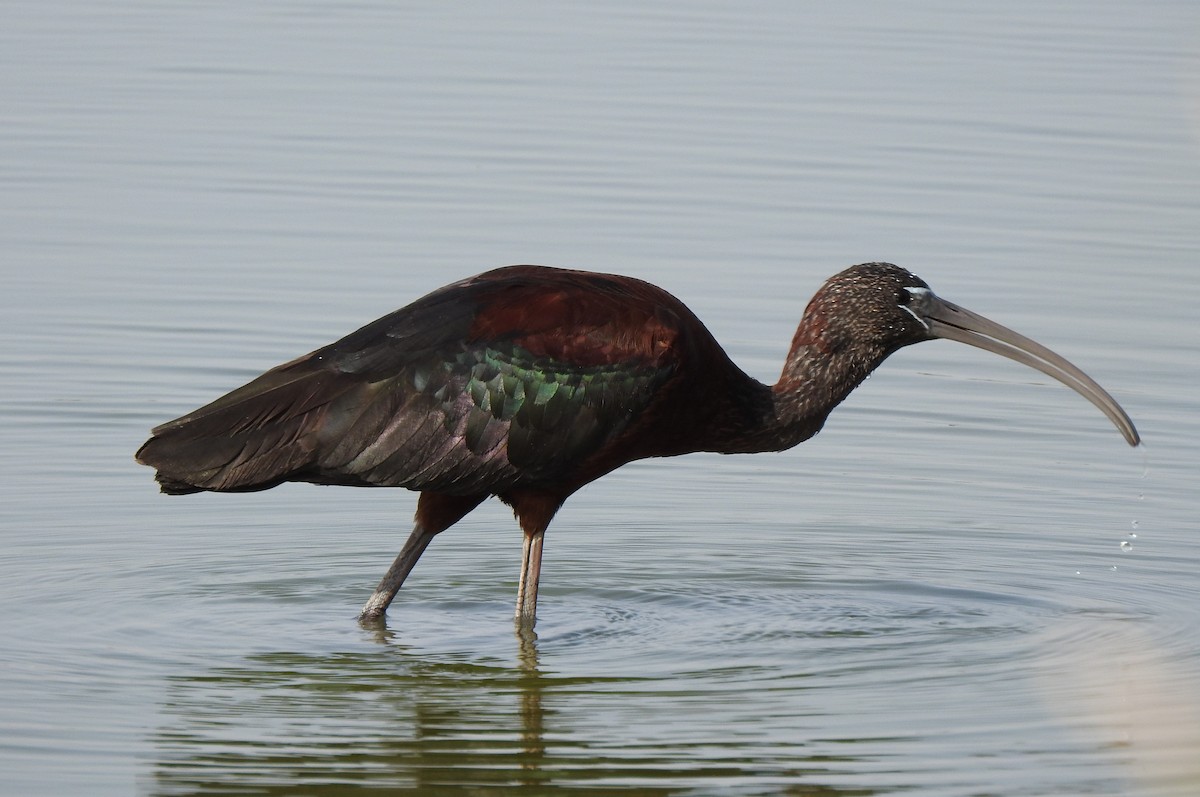 ibis hnědý - ML248994681