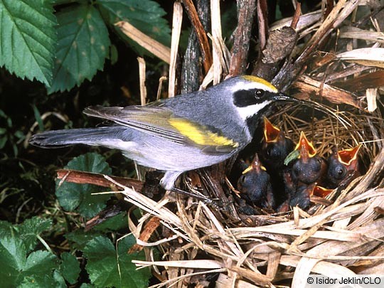 Golden-winged Warbler Male Golden-winged Warbler at the nest.