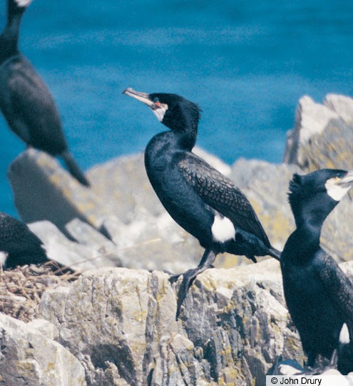 Adult Great Cormorant, breeding plumage; Maine, June. - Great Cormorant - 