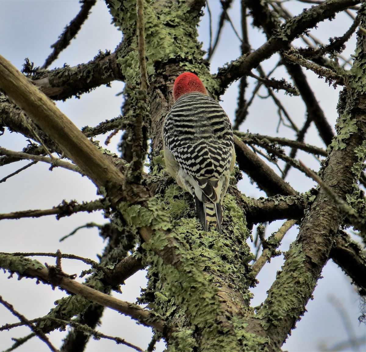 Red-bellied Woodpecker - ML248997211