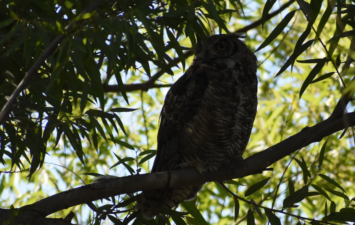 Great Horned Owl - ML249000701