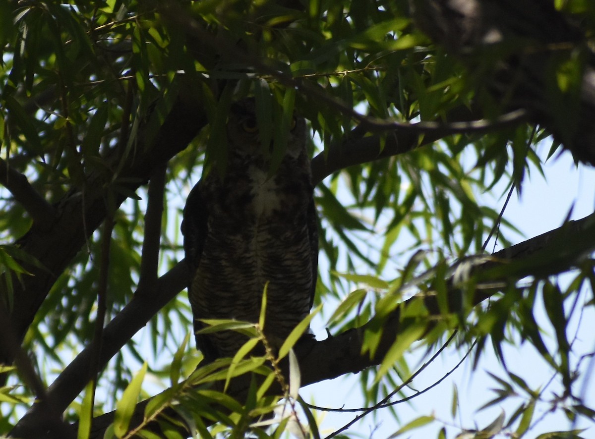 Great Horned Owl - ML249000761