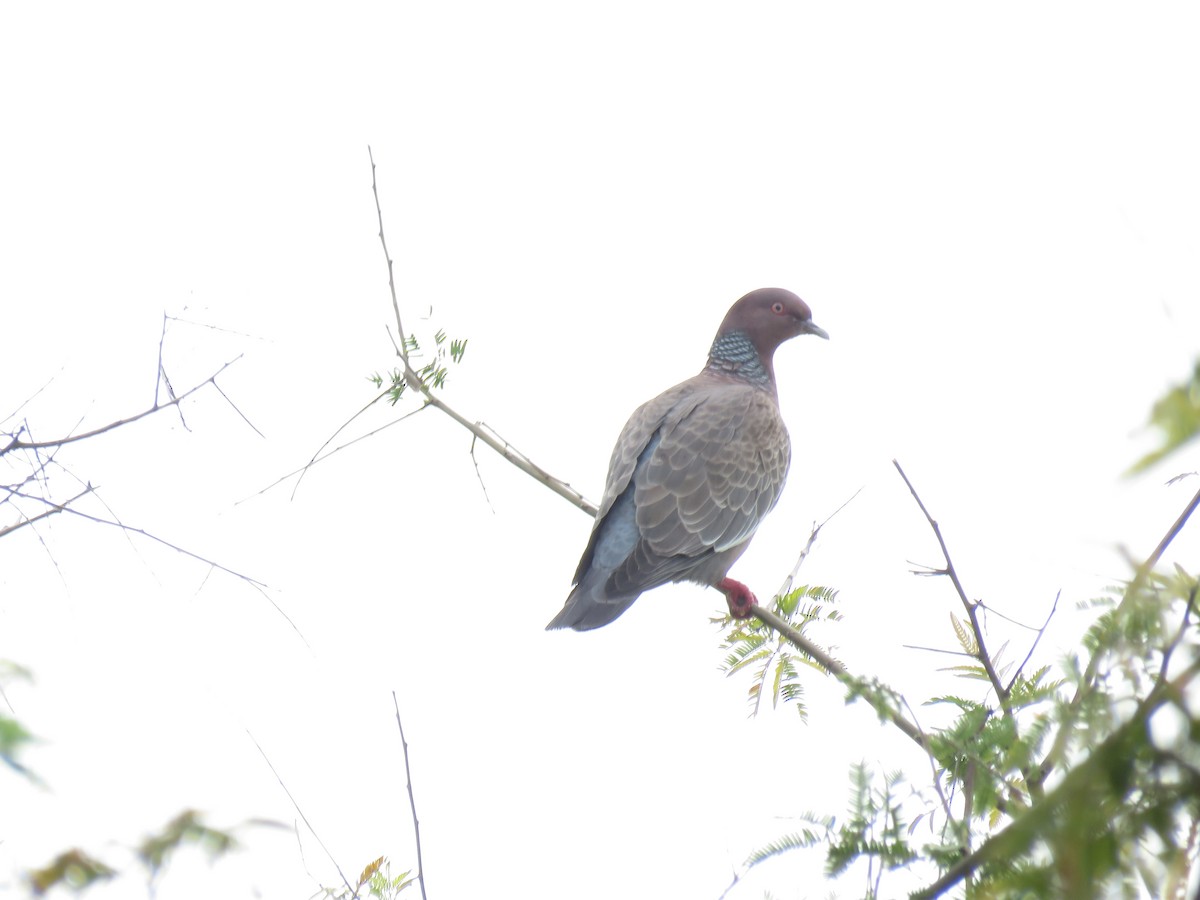 Picazuro Pigeon - ML249001301