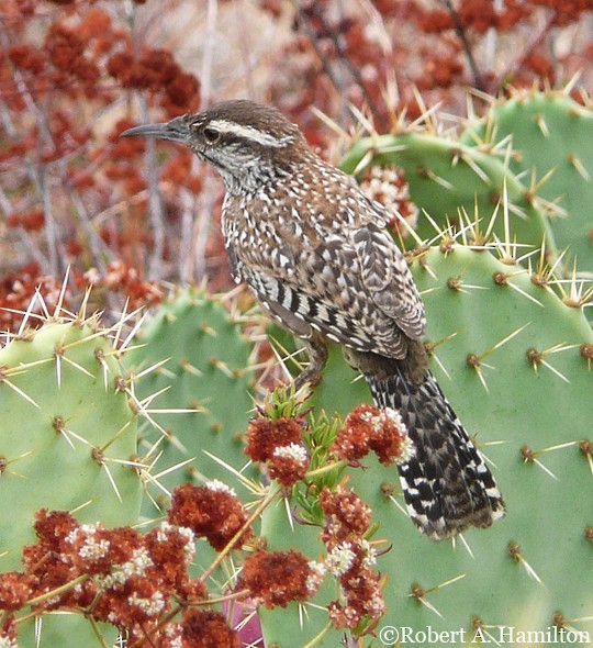 Systematics - Cactus Wren - Campylorhynchus brunneicapillus - Birds of the  World