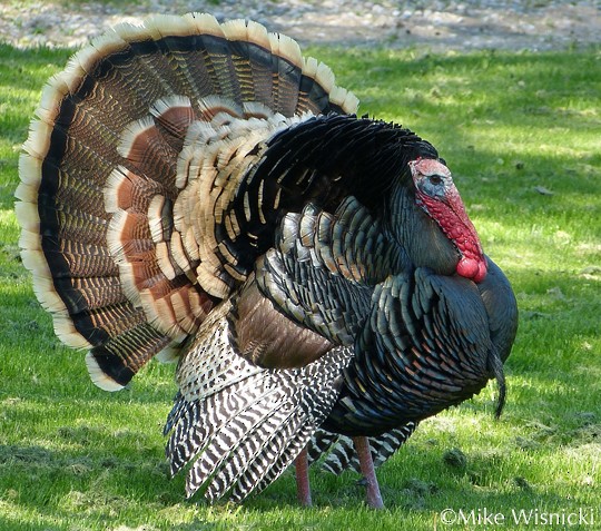 Behavior Wild Turkey Meleagris Gallopavo Birds Of The World