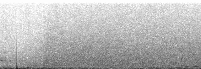 holub srílanský - ML24901