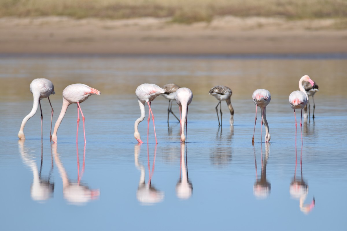 Greater Flamingo - ML249013971