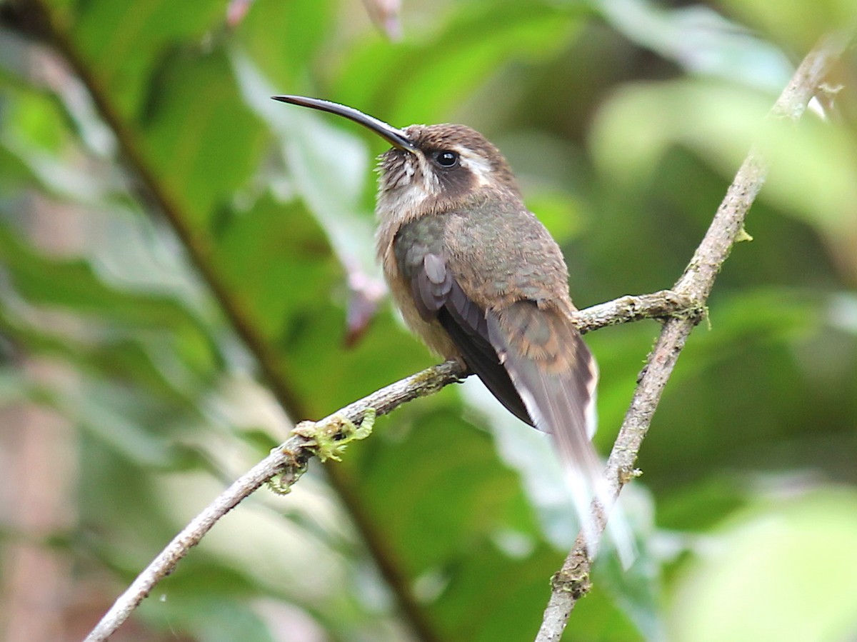 kolibřík temnohrdlý - ML249014141