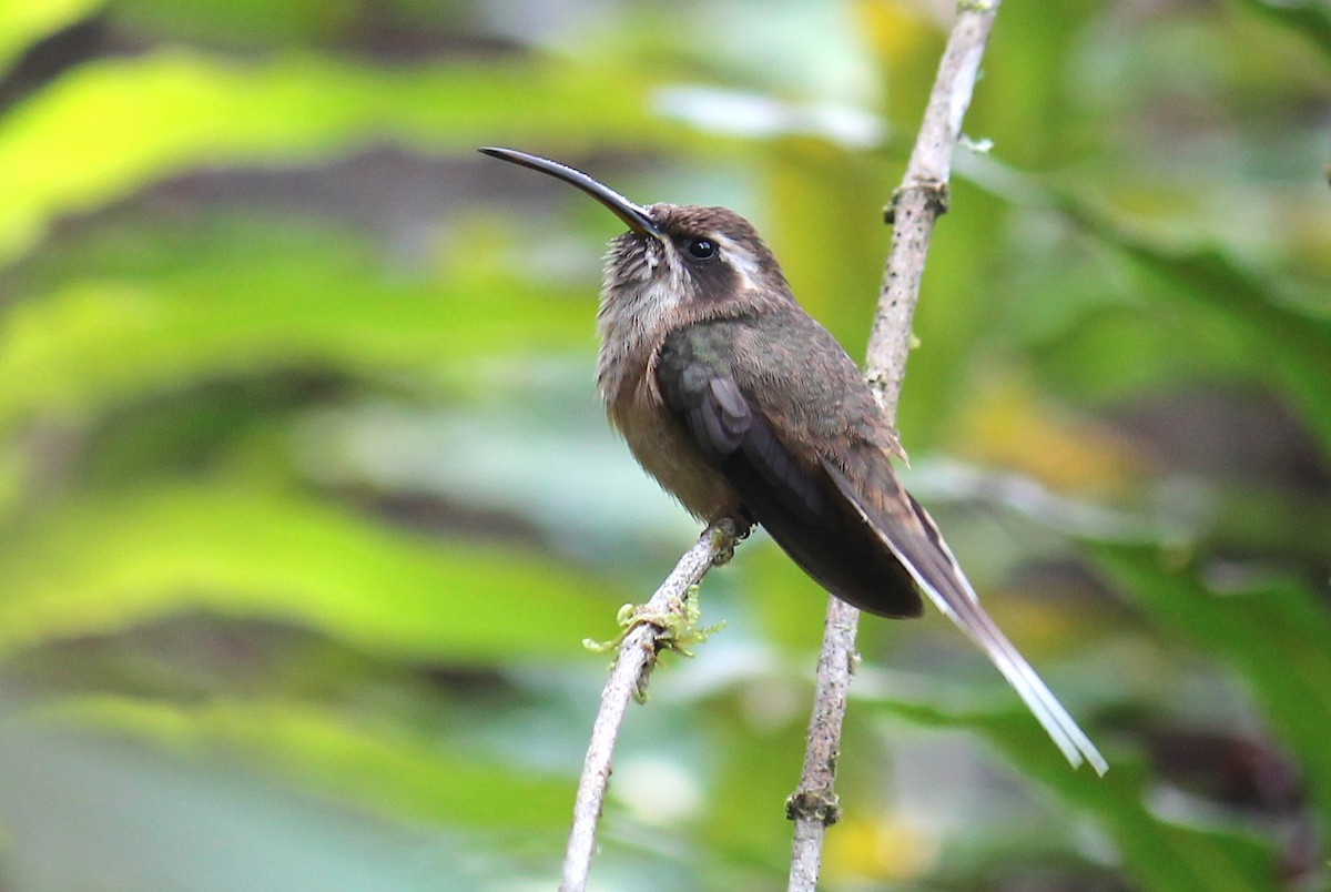 kolibřík temnohrdlý - ML249014331