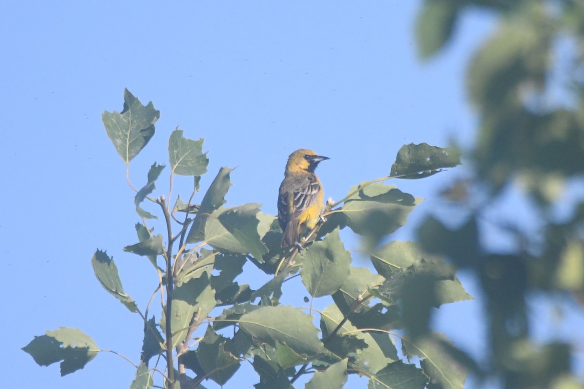 Orchard Oriole - ML249017461