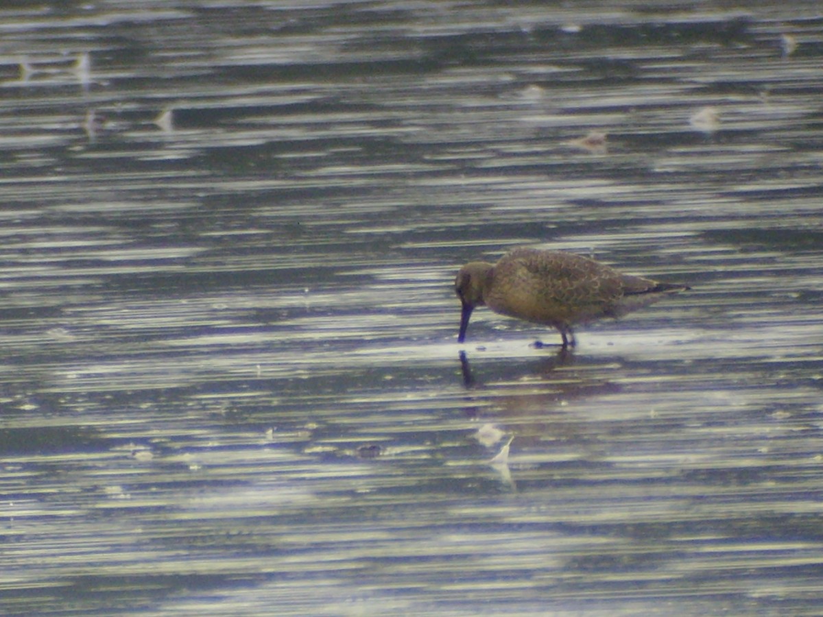 Red Knot - ML249020341