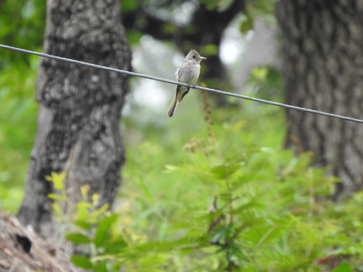 Greater Pewee - ML249021641