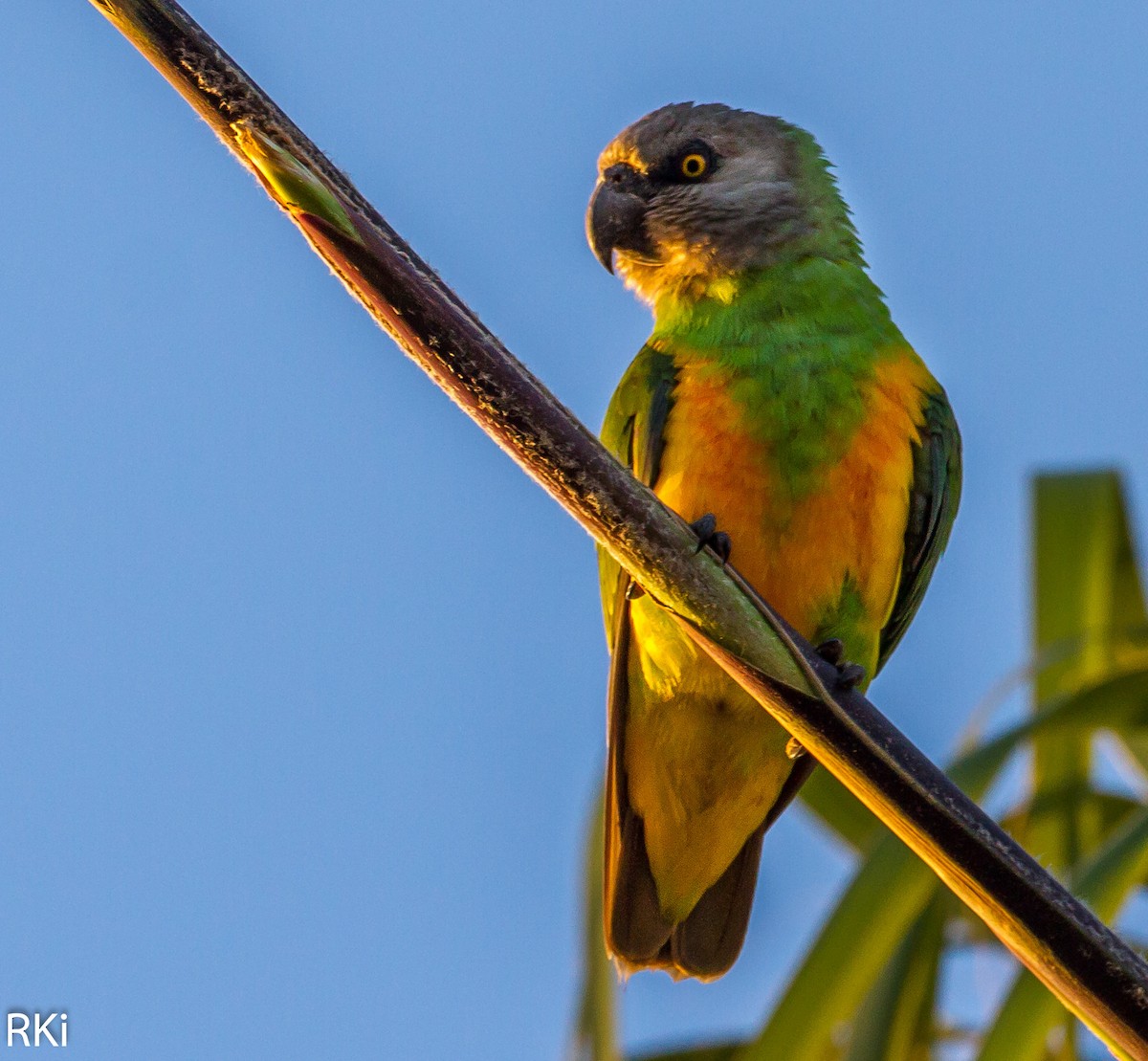 Сенегальский попугай - ML249022611