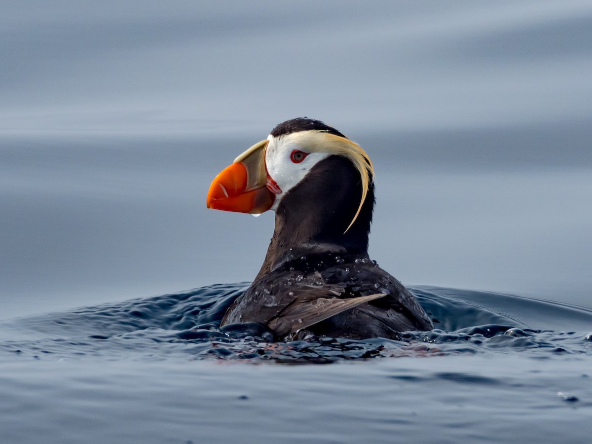 Tufted Puffin - Mike Greenfelder