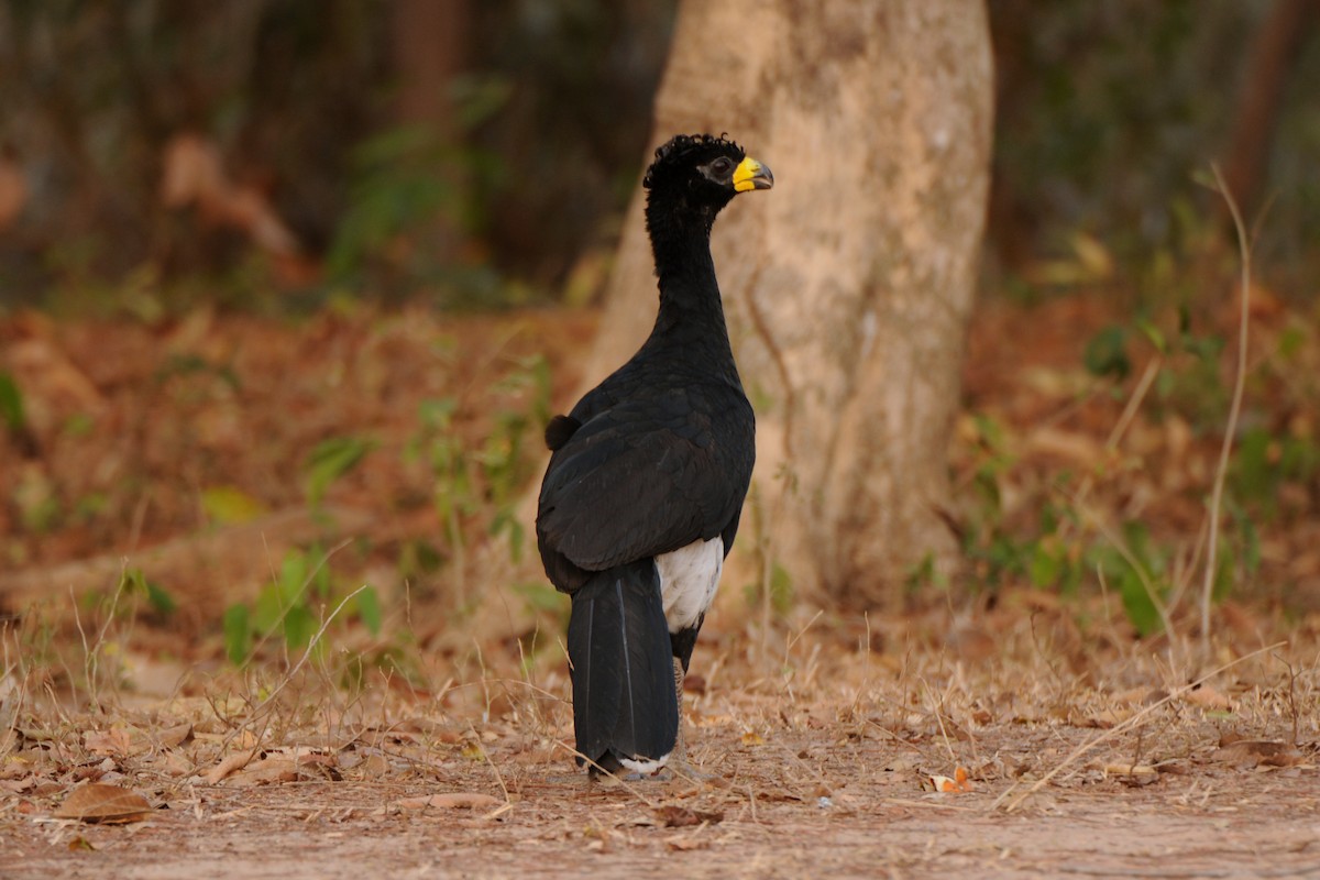 Bare-faced Curassow - ML249027811