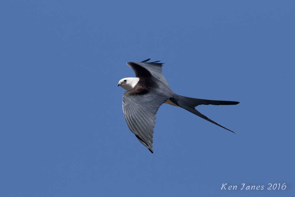 Swallow-tailed Kite - Ken Janes