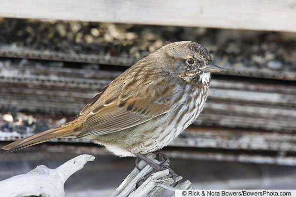 Appearance Song Sparrow Melospiza Melodia Birds Of The World