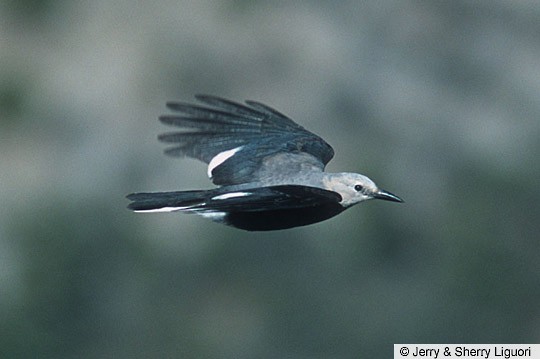 Plumages, Molts, and Structure - Clark's Nutcracker - Nucifraga columbiana  - Birds of the World