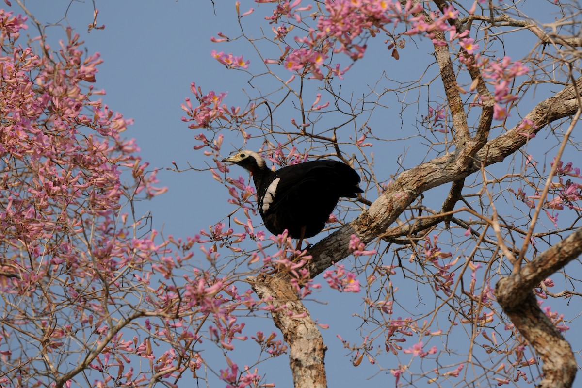 White-throated x Red-throated Piping-Guan (hybrid) - ML249037821