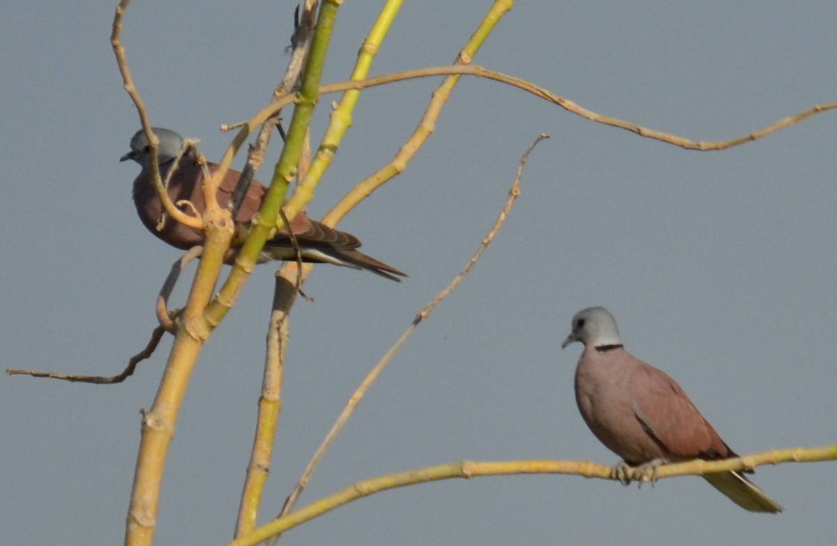 Red Collared-Dove - ML249038001