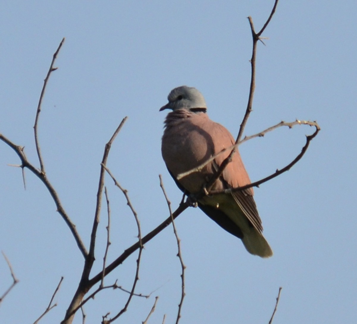 Red Collared-Dove - ML249038681