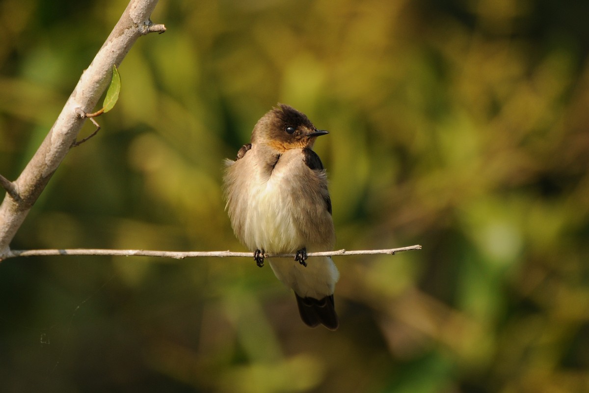 Southern Rough-winged Swallow - ML249040121