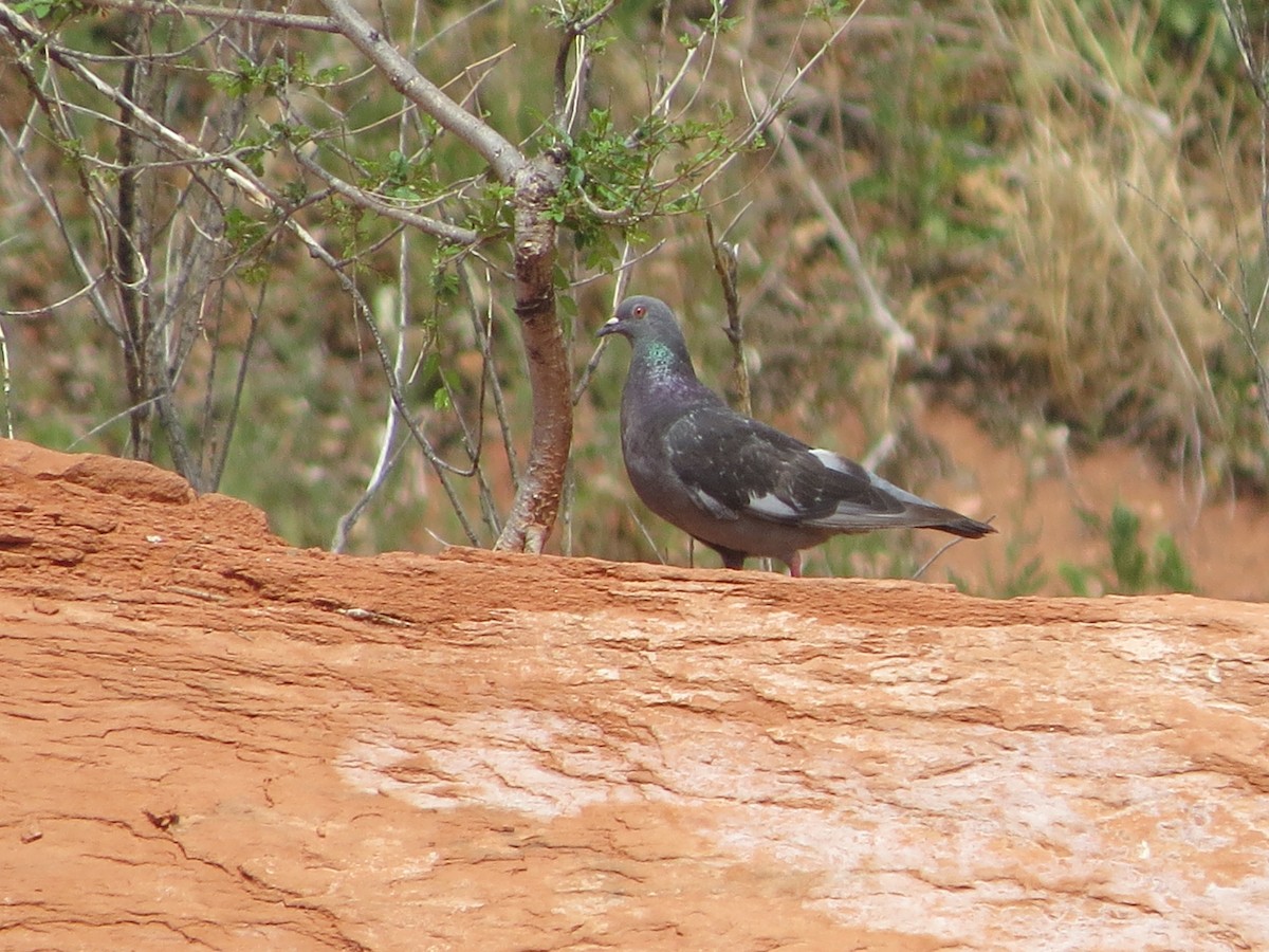 Rock Pigeon (Feral Pigeon) - ML249042601