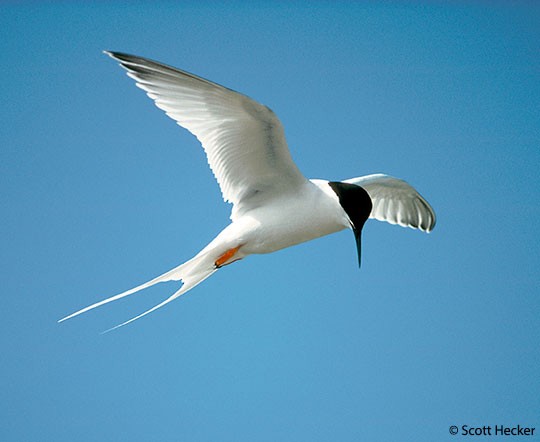 【Lancaster Rose】 ビクトリアンのティーサービス 3点 Lancaster Rose】 ビクトリアンのティーサービス 3点 Behavior