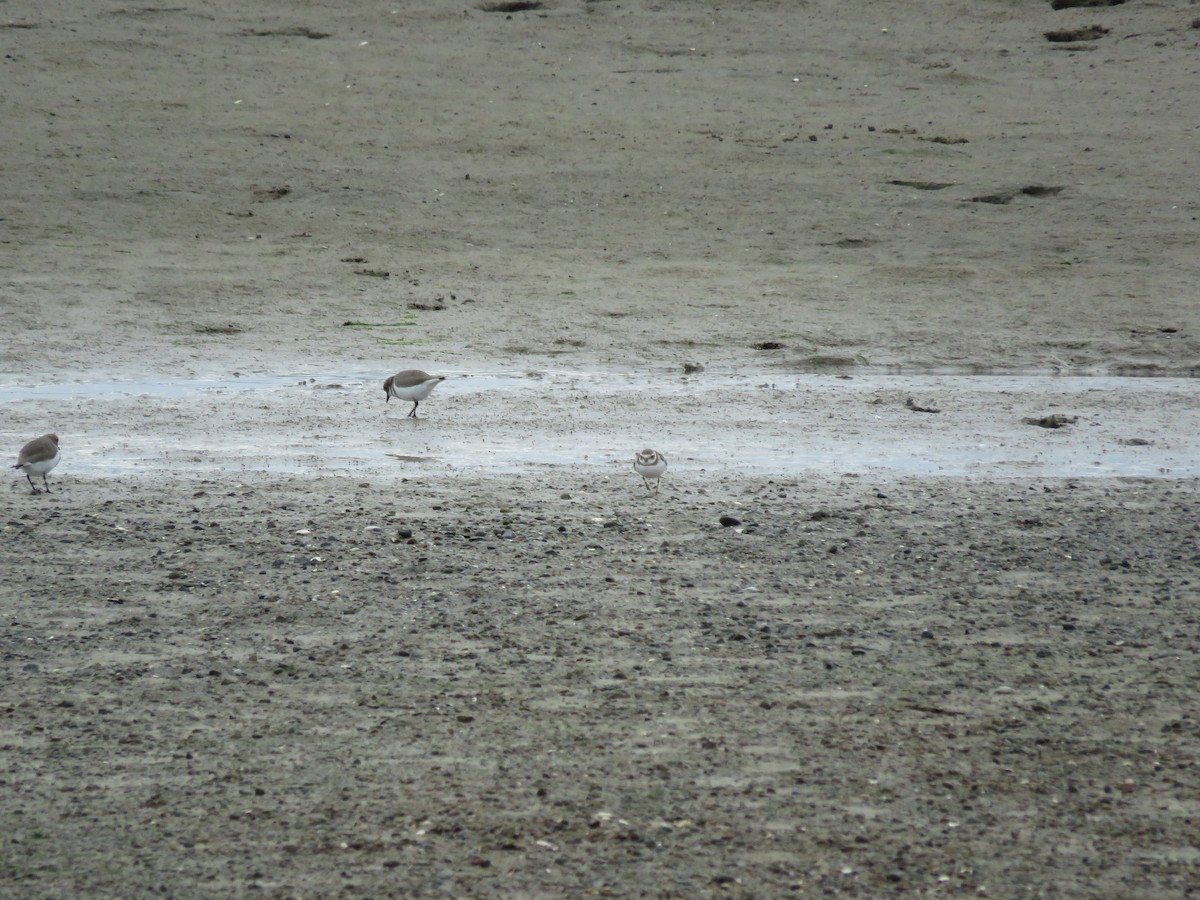 Semipalmated Plover - Mirta Carbajal