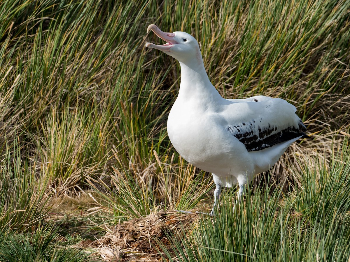 albatros stěhovavý - ML249046871